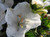 Azalea 'Gumpo White'  #3