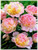 Peony  RASPBERRY SUNDAE #2