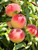 Peach 'Elberta' Semi-Dwarf 5 Gallon Peach 'Elberta' Semi-Dwarf 5 Gallon
