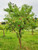 Peach 'Elberta' Semi-Dwarf 5 Gallon Peach 'Elberta' Semi-Dwarf 5 Gallon