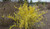 Forsythia Believe It Or Not®  #2