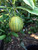 Citrus  VARIEGATED LEMON #3