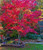 Japanese Maple 'Fireglow' #10