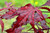 Japanese Maple 'Purple Ghost' B&B 4-5'