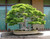 Japanese Maple 'Lions Head' #15