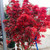 Japanese Maple 'Lions Head' #15