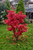 Japanese Maple 'Skeeters Broom'  #2