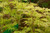 Japanese Maple 'Shigure bato' #15