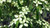 Dogwood 'Bernice' evergreen  #2