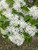 CHINESE FRINGE TREE #7