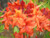 Azalea native 'Stonewall Jackson' #15