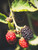 Blackberry 'Apache' 1 Gallon