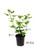 Blackberry 'Apache' 1 Gallon