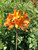 AZALEA NATIVE ORANGE MARMALADE #3