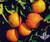 Citrus ORANGE FROST SATSUMA #5