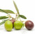 Olive Arbequina #15