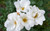 Rose White Knock Out®  #3