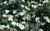 Rose White Knock Out®  #3