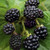 Blackberry Natchez 2 Gallon