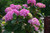 Hydrangea  Rock 'n Roll™ #2