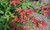 Japanese Maple 'Bonfire' #1