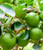 Citrus  PERSIAN LIME #1