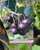 Muscadine  SOUTHLAND #2