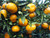 CITRUS SATSUMA OWARI #3