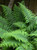 Fern ROBUST MALE  #1