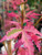 Japanese Maple 'Taylor' #3