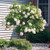 HYDRANGEA #5 PATIO TREE