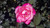 ROSE PEPPERMINT POP #3