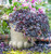 Loropetalum Purple Pixie® #1