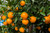 Orange satsuma fruits on tree