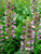 Acanthus mollis #2