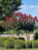 Crapemyrtle Colorama™ #5
