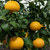 Rio Red Grapefruits on tree
