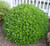 BOXWOOD WINTER GEM #3