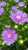 Stokesia  #1