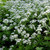 GALIUM 'SWEET WOODRUFF QT