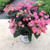 Hydrangea Tuff Stuff™ Red  #3