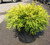 CHAMAECYPARIS GOLD MOP #1