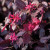 Loropetalum 'Ruby' #1
