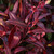 Leucothoe ' RAINBOW ' #2