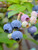 Blueberry Alapaha 3 Gallon