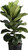 FIDDLE LEAF FIG  59.99