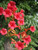 TRUMPET CREEPER MADAME ROSY #5