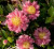 Camellia October Magic® Carpet™ #3