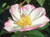 Camellia APPLE BLOSSOM #3