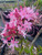 Azalea Native CANDY STRIPER  3 Gallon
